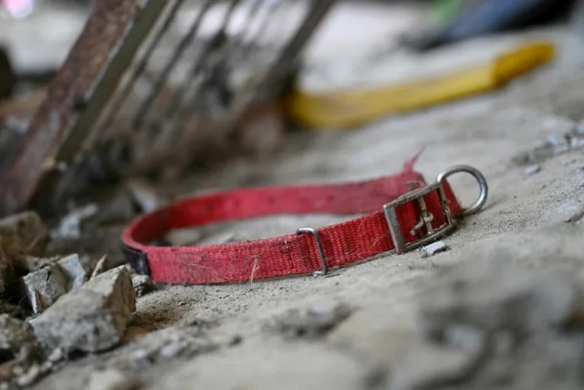 Where are they? Dogs disappear before South Korea meat ban- Ảnh 1.