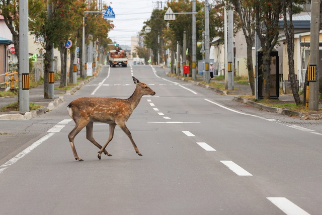 Japan to boost efforts to prevent roadkill- Ảnh 1.