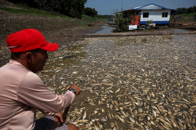 El Niño is coming. At the FAO we know where drought will hit hardest - Ảnh 2.