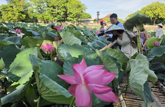 In Vietnam, do not miss Hue’s spectacular lotus season in full bloom- Ảnh 1.