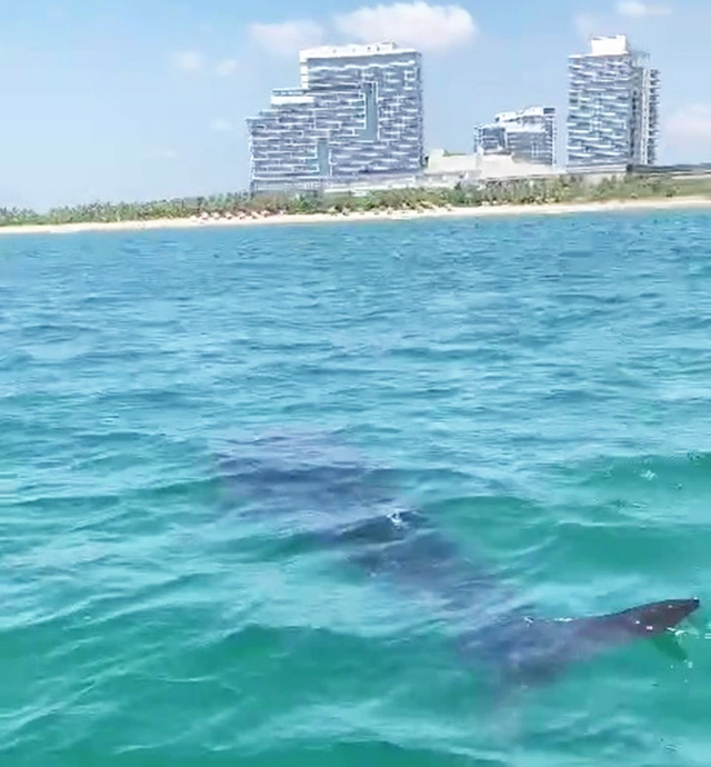 Large fish believed to be whale shark spotted near shore in Da Nang- Ảnh 1.