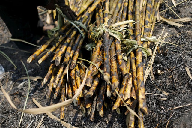 Hot weather hurts Asian crops as powerful El Nino takes shape- Ảnh 1.