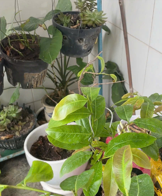 Bạn trẻ lan tỏa sống xanh từ những hành động nhỏ- Ảnh 2.