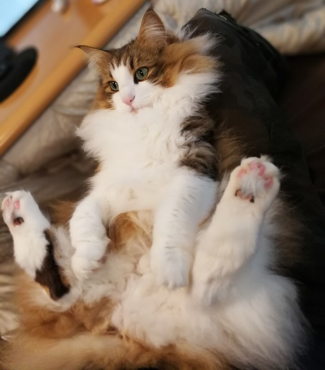 Cat renal disease drug nearing practical use in Japan- Ảnh 1.