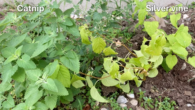 Japan team finds cats prefer silver vine over catnip- Ảnh 2.