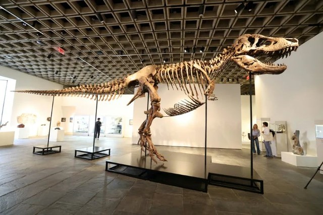 'Gus' the T. rex fetches record $50.1 mn at US auction- Ảnh 1.