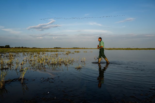 Hungary channels water to protect UNESCO bird haven amid drought - Ảnh 1.
