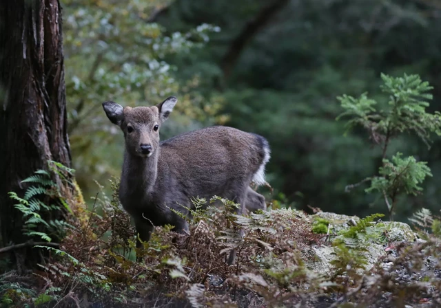 How Japan’s islands are preserving nature and culture for the future - Ảnh 4.