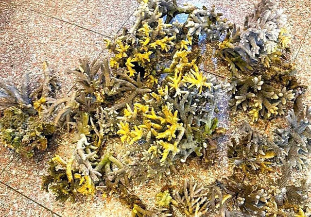 10kg of coral broken by tourists in south-central Vietnam beyond recovery: expert- Ảnh 1.