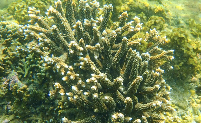 Vietnam’s Khanh Hoa tightens coral reef protection, vows strict action against marine ecosystem damage - Ảnh 1.