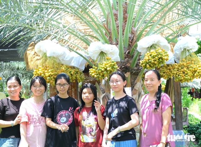 Free date palm garden draws visitors to Vietnam’s Dong Thap- Ảnh 2.