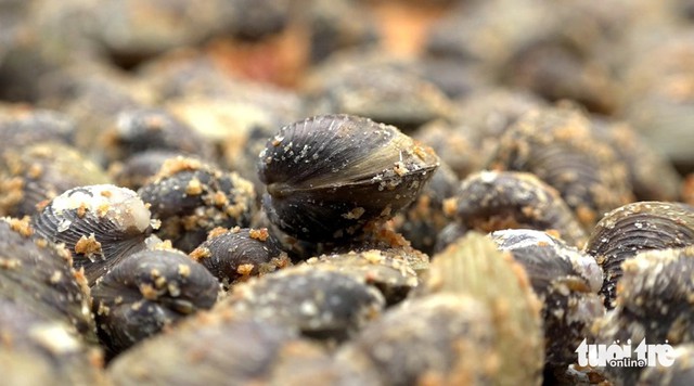 Sun-dried spicy freshwater clams: Vietnam’s Mekong Delta delicacy winning fans online - Ảnh 3.
