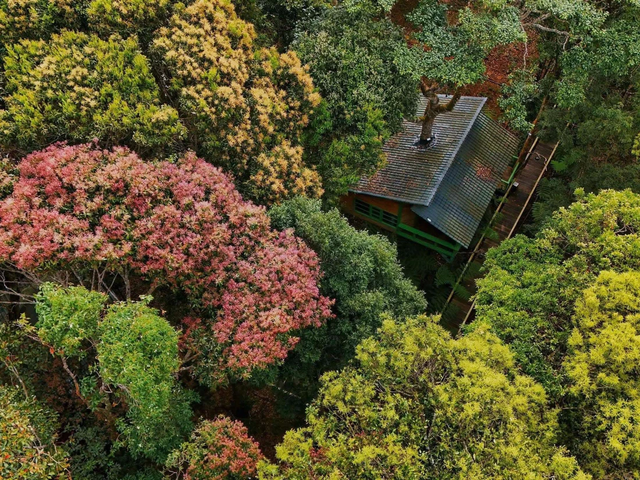 Mang Den treehouse in central Vietnam nominated for 2026 Best Tourism Villages award - Ảnh 1.