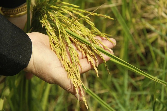 Moving up the value chain: Why deep processing is Vietnam's agricultural lifeline - Ảnh 1.