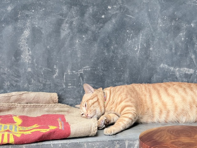 No ocean view, no problem: Da Nang café wins over tourists with a very fat cat - Ảnh 1.