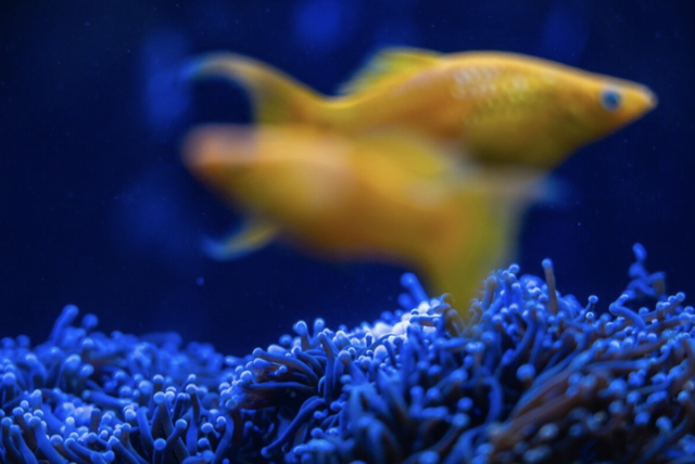 Japan coral protectors race to save reefs from heat 'bomb' - Ảnh 1.