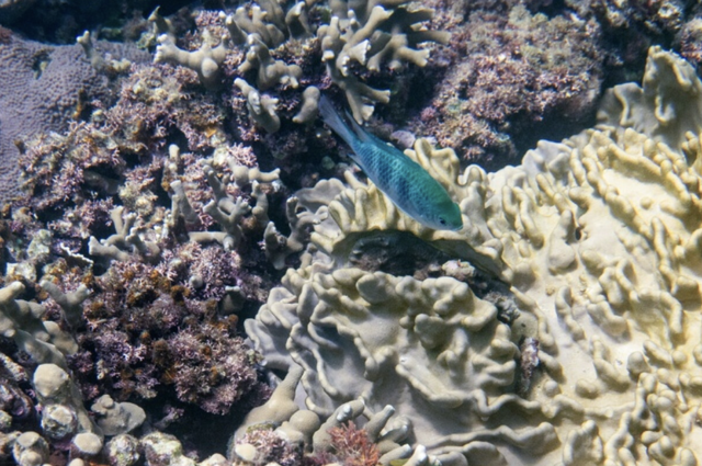Japan coral protectors race to save reefs from heat 'bomb' - Ảnh 2.