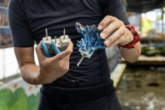Japan coral protectors race to save reefs from heat 'bomb' - Ảnh 3.