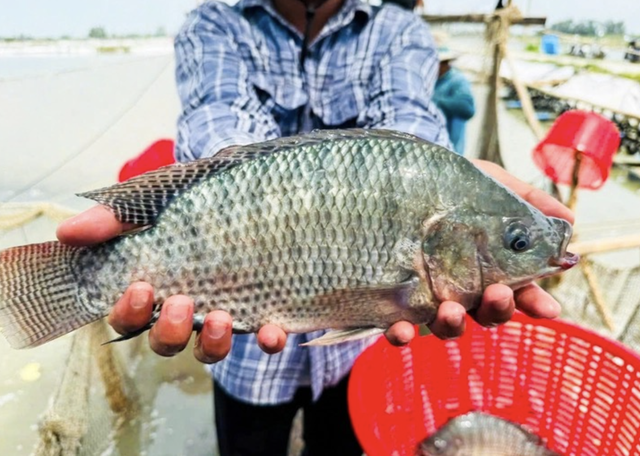 Vietnamese tilapia lands on Japanese sushi menus- Ảnh 1.