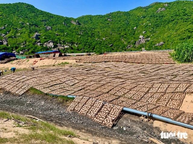 Foul odor from squid processing taints Vietnam's scenic coastal road- Ảnh 4.