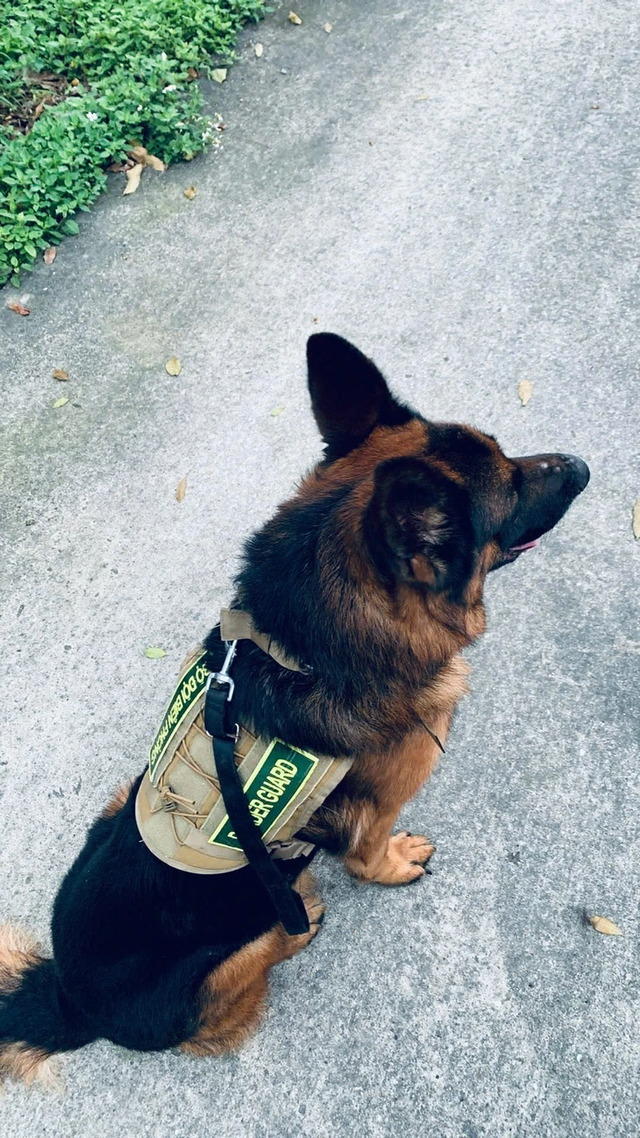 Vietnamese search-and-rescue dog unit honored with Venezuelan medal for earthquake mission - Ảnh 2.