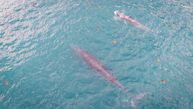 Bryde's whale mother, calf spotted feeding off Vietnam’s Gia Lai coast- Ảnh 1.