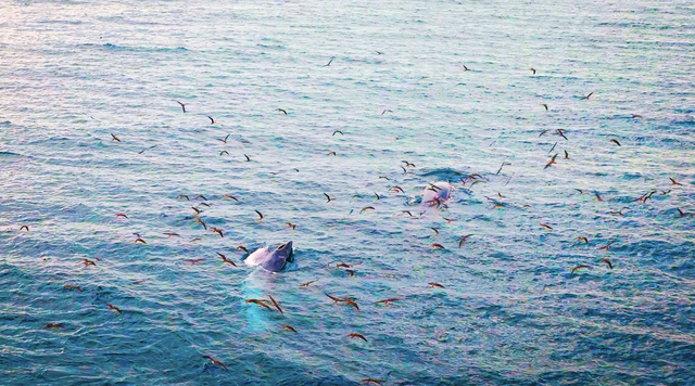Bryde's whale mother, calf spotted feeding off Vietnam’s Gia Lai coast- Ảnh 2.