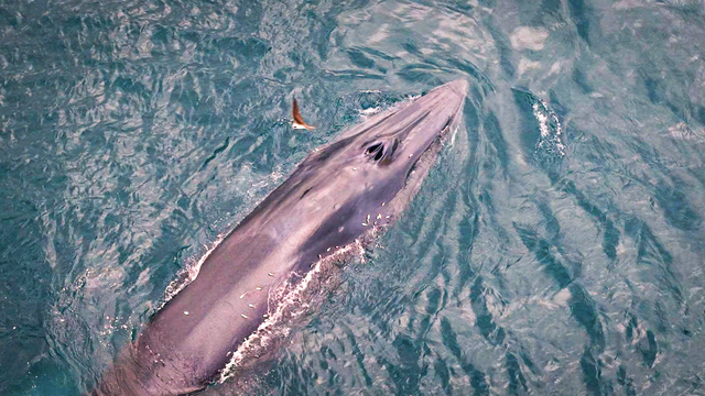 Bryde's whale mother, calf spotted feeding off Vietnam’s Gia Lai coast- Ảnh 3.