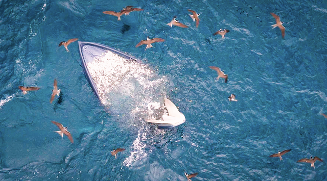 Bryde's whale mother, calf spotted feeding off Vietnam’s Gia Lai coast- Ảnh 4.