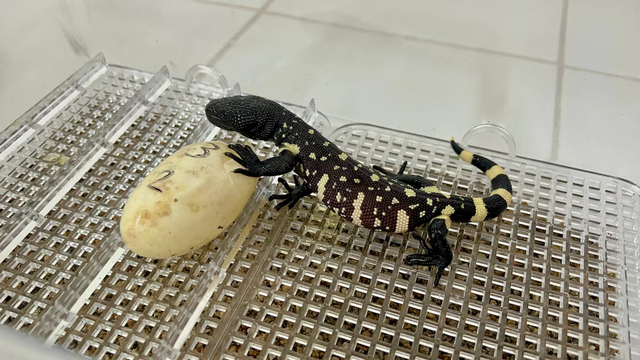Guatemalan zoo breeds rare lizards in bid to save endangered species - Ảnh 1.