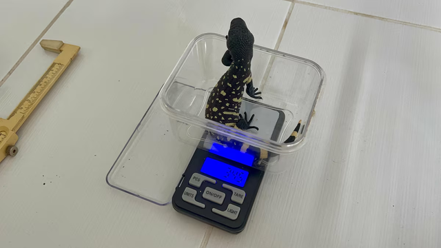 Guatemalan zoo breeds rare lizards in bid to save endangered species - Ảnh 2.