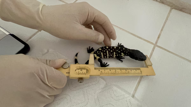 Guatemalan zoo breeds rare lizards in bid to save endangered species - Ảnh 3.