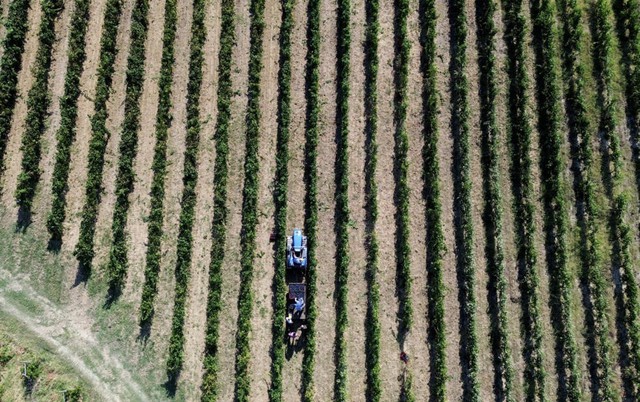 French, Italian winegrowers face earliest ever harvest- Ảnh 1.