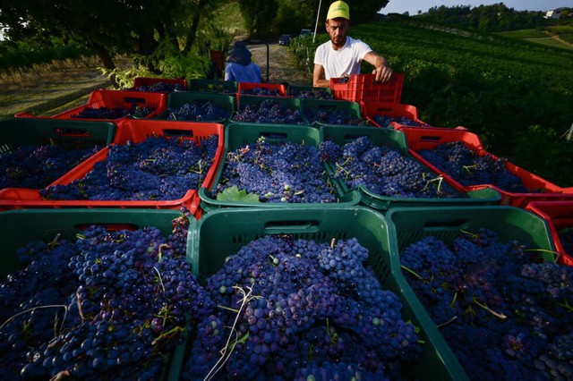 French, Italian winegrowers face earliest ever harvest- Ảnh 2.