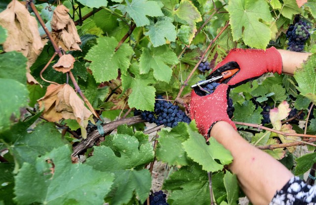 French, Italian winegrowers face earliest ever harvest- Ảnh 3.