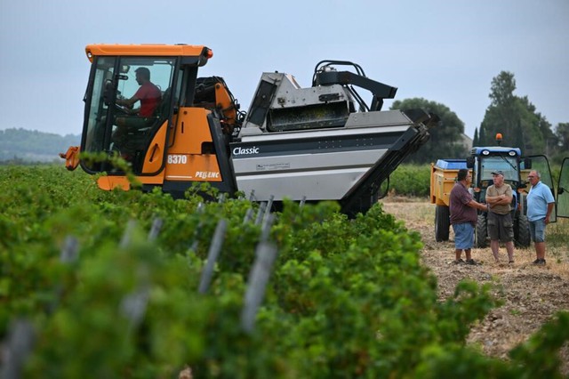 French, Italian winegrowers face earliest ever harvest- Ảnh 4.
