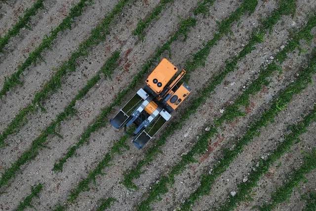 French, Italian winegrowers face earliest ever harvest- Ảnh 5.