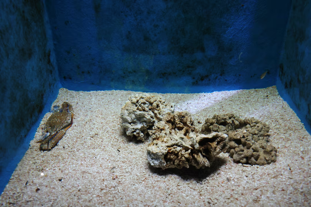 The punk and the bruiser: Invasive species thrive as global warming transforms the Mediterranean  - Ảnh 3.