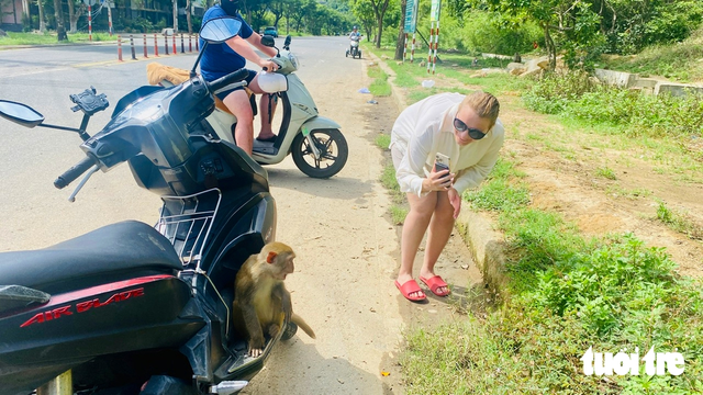 Foreign tourists fascinated by wild monkeys on Da Nang’s Son Tra Peninsula - Ảnh 1.