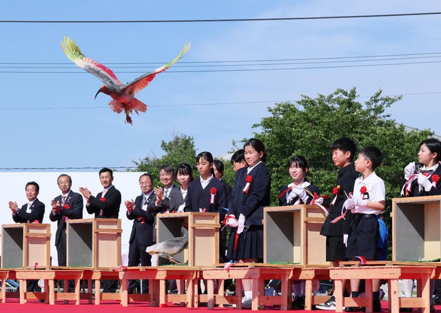 Crested ibis release marks milestone for Japan- Ảnh 1.