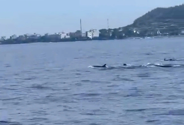 Pod of more than 10 dolphins spotted off Ly Son Island - Ảnh 1.