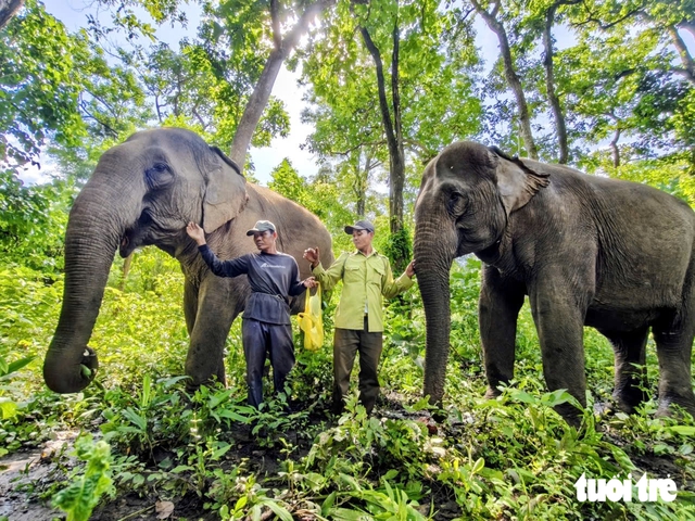 Watch elephants in the wild for free at Dak Lak durian festival - Ảnh 3.