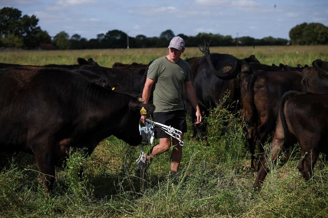As Europe bakes, momentum grows for climate-resilient farming - Ảnh 4.