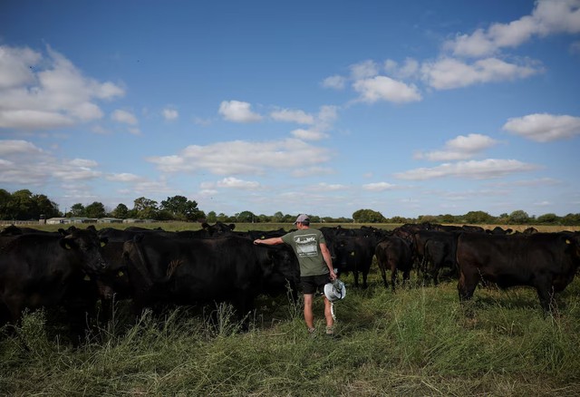 As Europe bakes, momentum grows for climate-resilient farming - Ảnh 1.