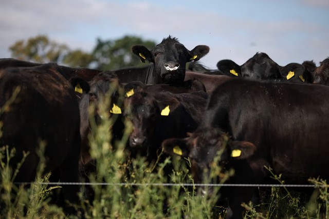 As Europe bakes, momentum grows for climate-resilient farming - Ảnh 3.