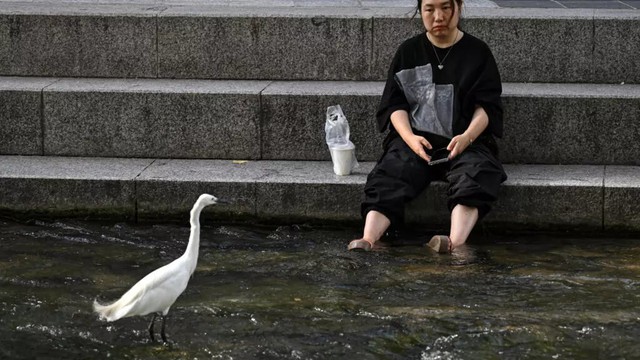South Korea records its highest-ever temperature of 42.5C - Ảnh 1.