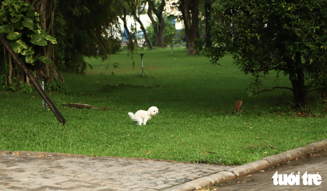 Free-roaming, unmuzzled dogs persist in public spaces in Ho Chi Minh City despite fines- Ảnh 3.