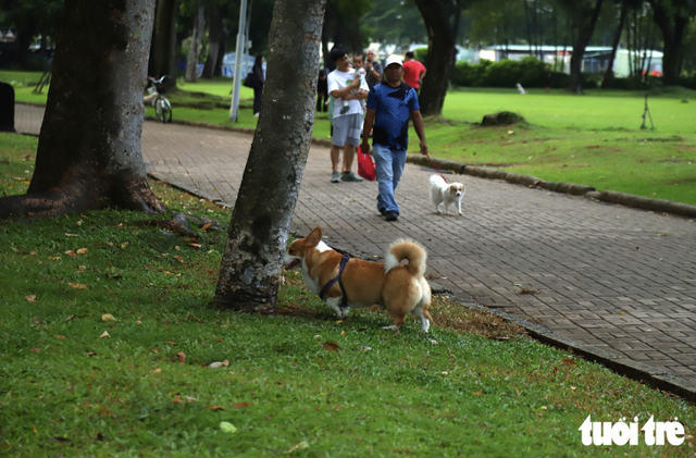 Free-roaming, unmuzzled dogs persist in public spaces in Ho Chi Minh City despite fines- Ảnh 4.