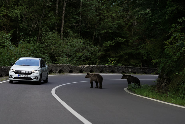 Romania expands bear cull, critics say enforcement gaps persist- Ảnh 1.
