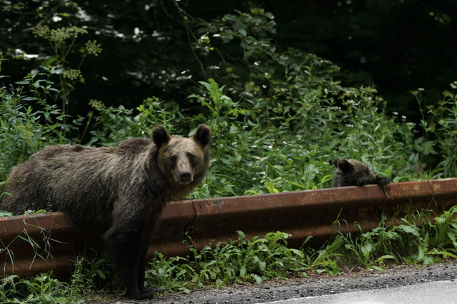 Romania expands bear cull, critics say enforcement gaps persist- Ảnh 2.